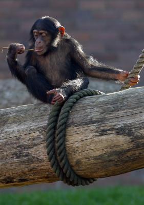 Young chimpanzee with stick