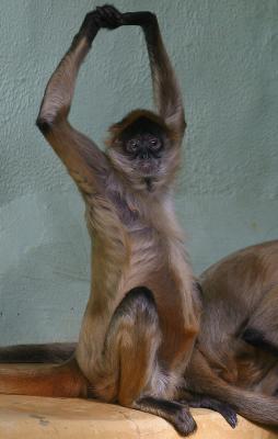 Spider  monkey ballet