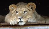 Lion cub