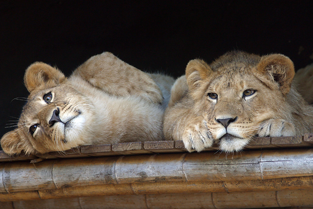 Lion cubs