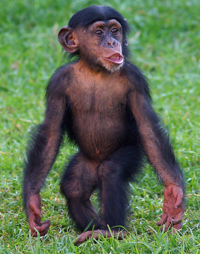 Young chimpanzee standing