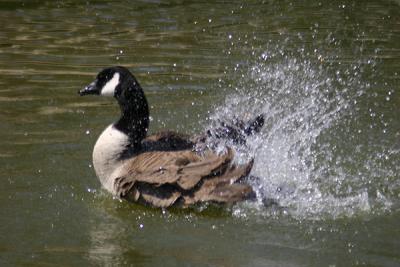 0050 goose 3-6-05.jpg