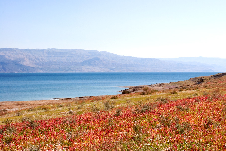 Field of red flowers by the Dead Sea