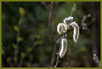 Spring pussy willows