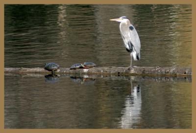 Great Blue Heron and friends