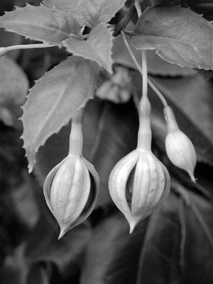 Fuchsia Buds