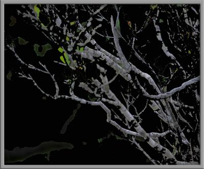 Branches Abstract