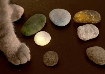 Pebbles and Paws.