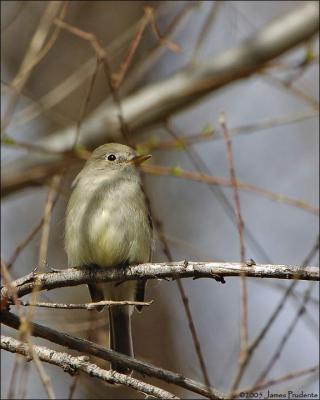 Gray Flycatcher