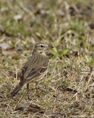 American Pipit