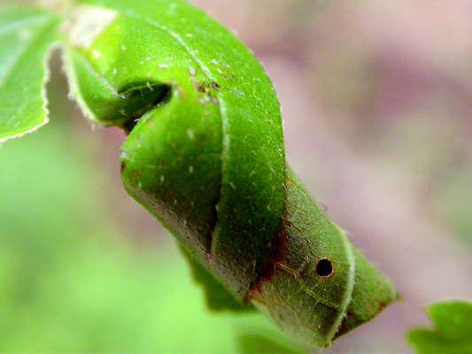 DSCN1763.jpg