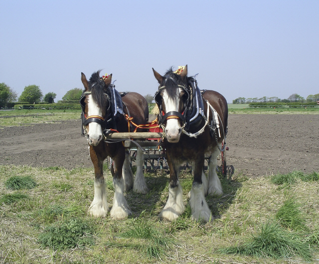 ploughing.