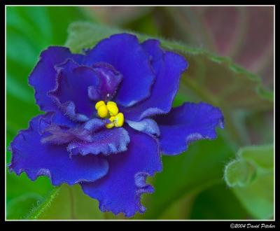Violets Blues