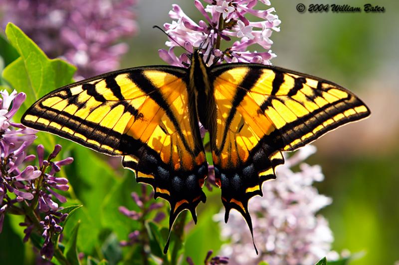 Tiger Swallow-tail2.jpg