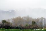 Aspens in the Mist.jpg