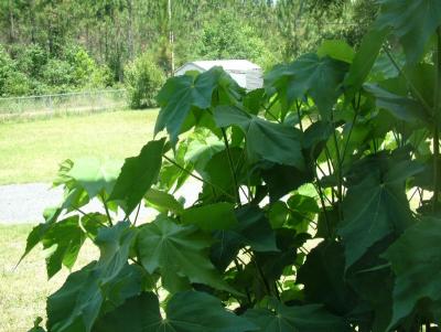 Cabbage Rose Plant thru Laundry Room Window - Auto Mode.jpg