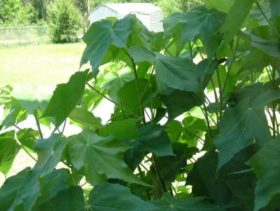 Cabbage Rose Plant thru Laundry Room Window - using Exposure Compensation.jpg
