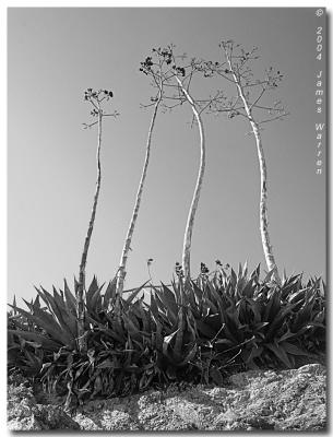 CRW_0018_RT8.jpg