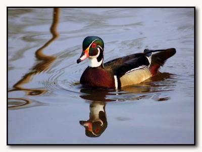 Wood Duck Reflections