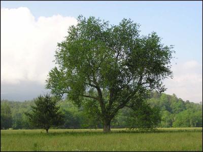 Smoky Mountains55