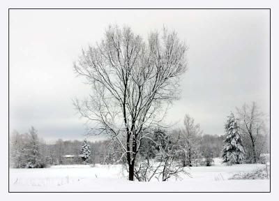 Winter Scenes 08