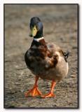 Quack, quack, waddle, waddle