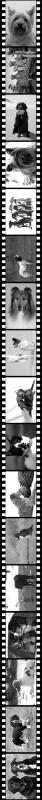 filmstrip2.jpg