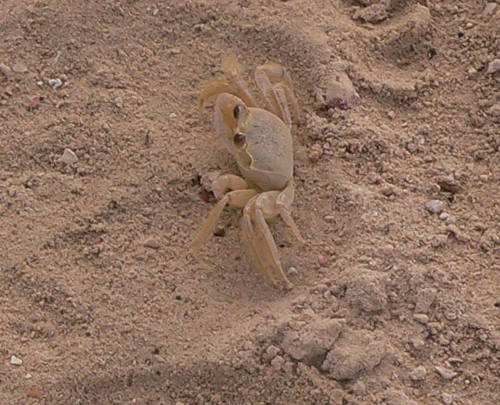 A sand crab ... good camouflage