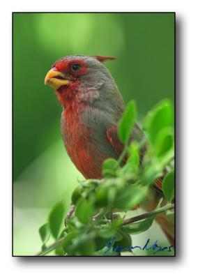 Pyrrhuloxia