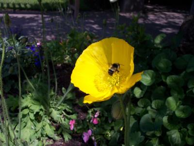 Generic flower/bee shot.
