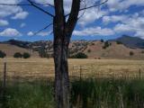 That tree wasn't supposed to be in that shot