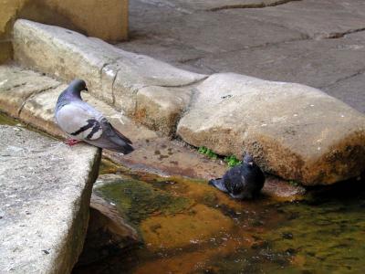 Even pigeons gotta bathe too...