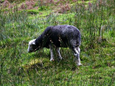 Another Lamb at Old Man Coniston