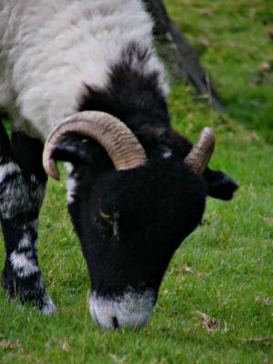 Ram at Old Man Coniston's Head