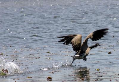 Gangfight - Swan vs. Geese