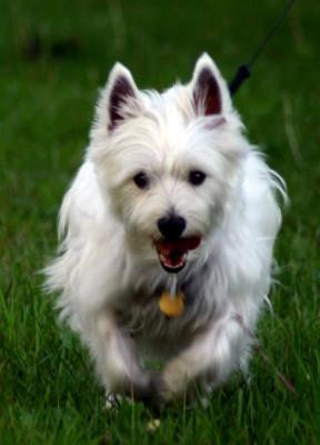 May 19, 2004 - Westie on the run