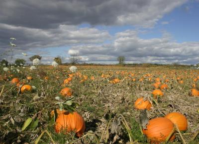 Oct. 4, 2004 - The Great Pumpkin Patch