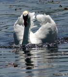 Gangfight - Swan vs. Geese