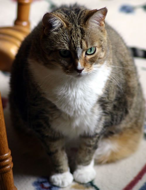 Old (Really) Fat Cat