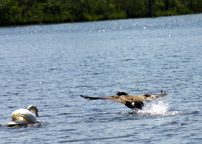 Gangfight - Swan vs. Geese