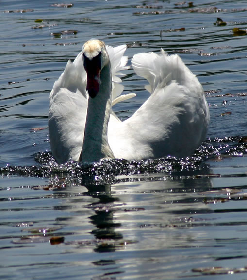 Gangfight - Swan vs. Geese