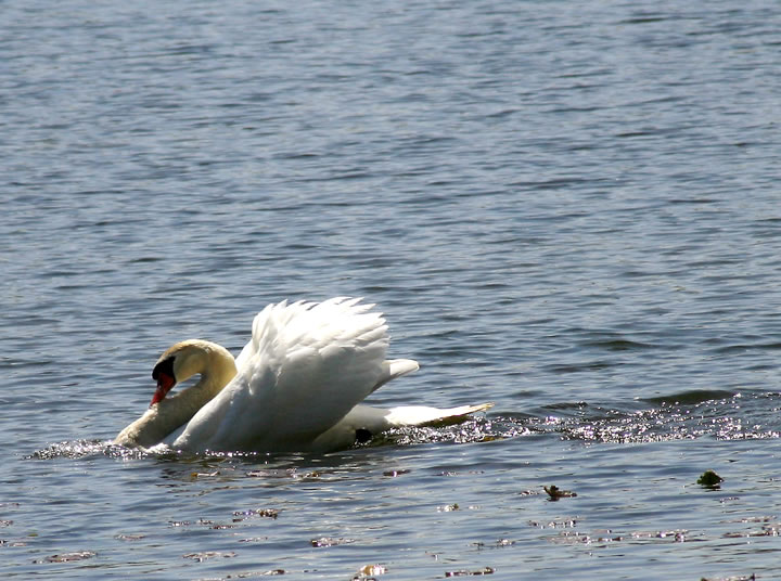 Gangfight - Swan vs. Geese