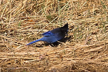 stelljay104