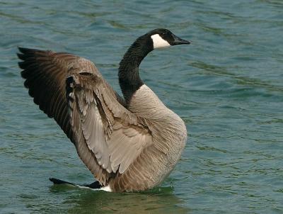GooseFeathers.jpg