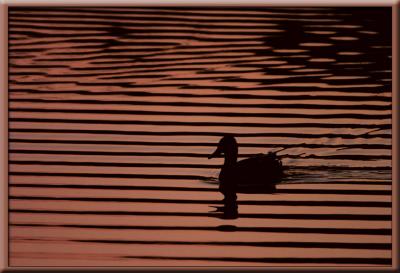 OrangeDuckSilhouette.jpg