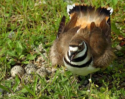 Nesting-Killdeer.jpg