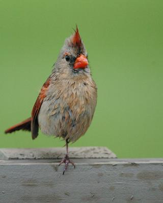 WetCardinal.jpg