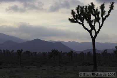 California Desert - February 2005