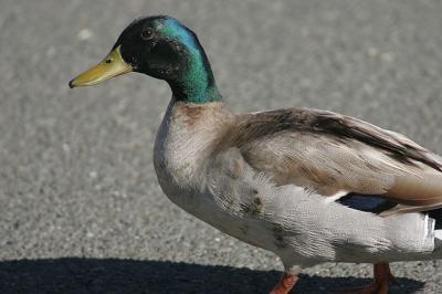 Benicia