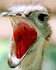 ostrich.jpg